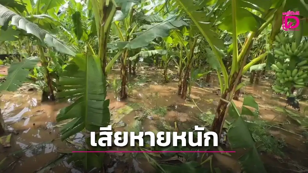 ด่วน! แม่น้ำเจ้าพระยาล้นตลิ่งแล้ว ท่วมสวนเกษตรชาวบ้านเสียหายหนัก