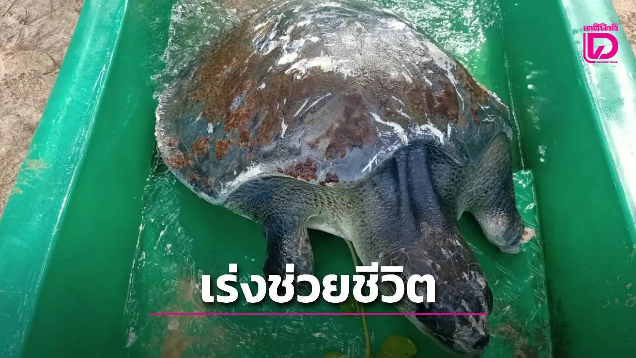 เร่งช่วยชีวิต ‘เต่าหญ้า’ อุทยานฯสิรินาถ บาดเจ็บสาหัส คาดถูกเศษอวน-ขยะทะเลรัด