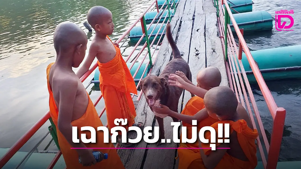 ‘เจ้าอาวาสวัดหนองวัลย์เปรียง’ แจงปมหมาวัดรุมไล่กัดชาวบ้าน พบทั้งวัดมีแค่ตัวเดียว แถมยังน่ารัก