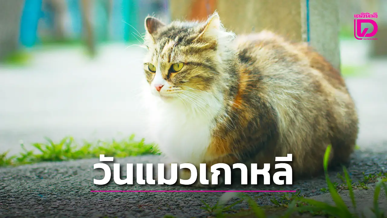 9 กันยายน วันแมวเกาหลี… เพื่อชีวิตที่ปลอดภัยของแมวจรจัด