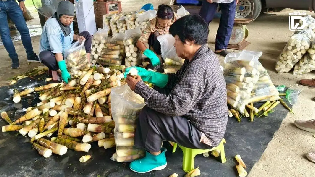 ดัน ‘หน่อไม้เป๊าะ’ แพร่ สู่สินค้าเกษตรมูลค่าสูง ยกระดับรายได้เกษตรกร