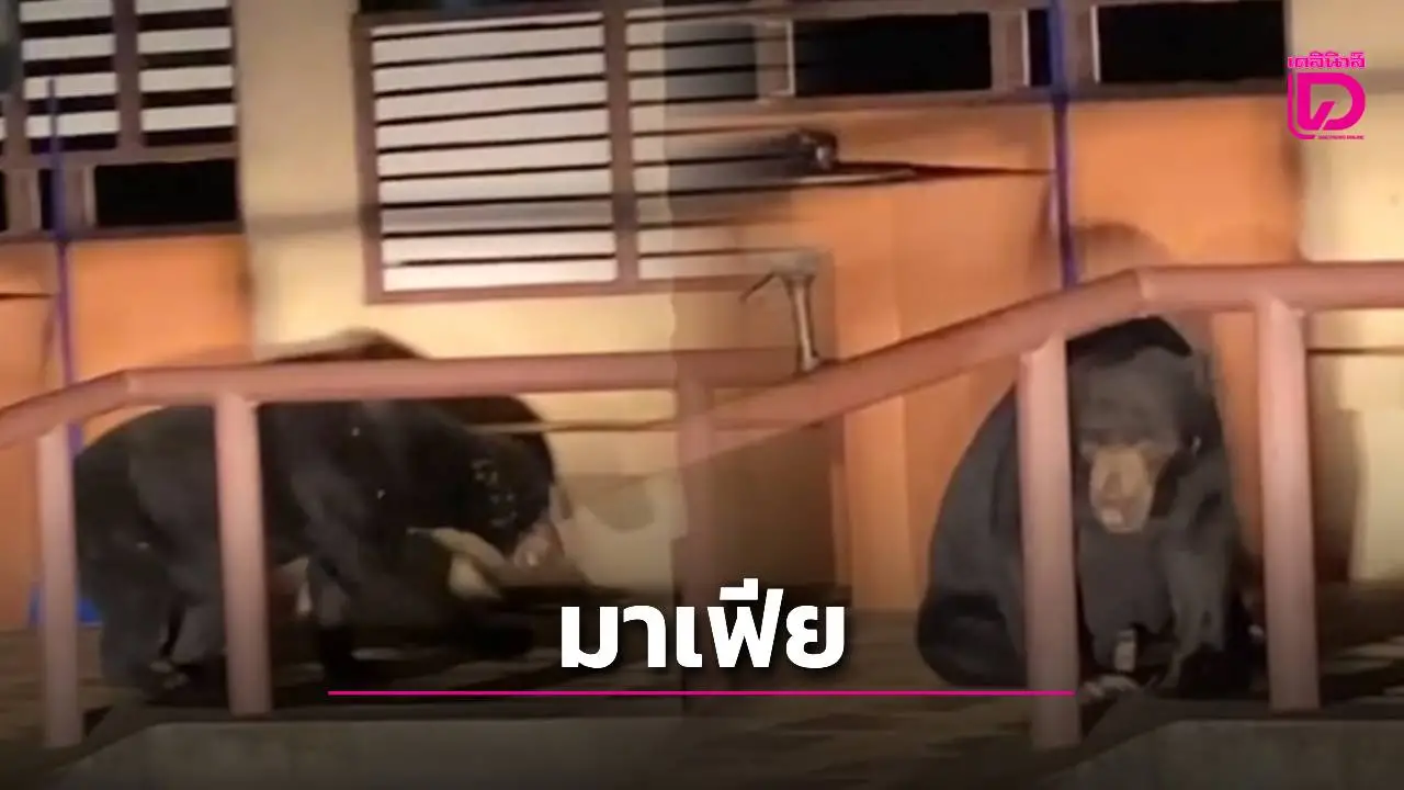 เอ็นดู ‘น้องขนุน’ ตัวตึงหมีหมาแก่งกระจาน นั่งเฝ้าหน้าห้องน้ำ ลานกางเต็นท์บ้านกร่างแคมป์