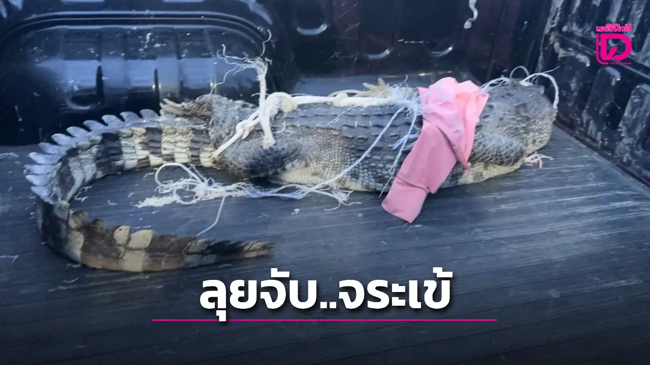 หนุ่มใจเด็ด! ลุยจับจระเข้ตัวเขื่อง พบโผล่ลอยคอ ในคลองบางลำภู-เพชรบุรี