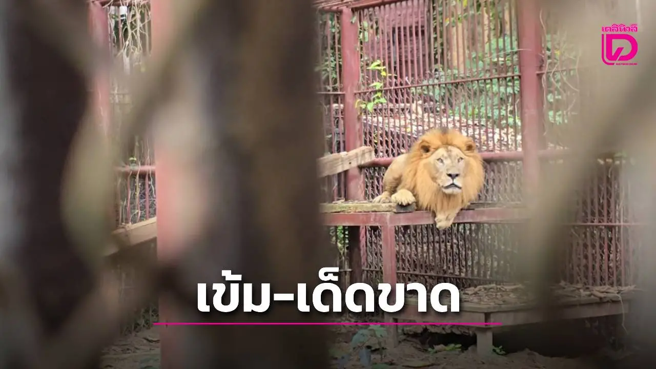 สวนสัตว์ขอนแก่นถอดบทเรียน ‘สิงโตขย้ำ’ คุมเข้ม-เด็ดขาดความปลอดภัย