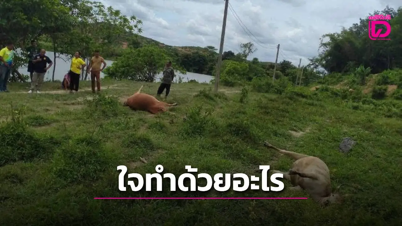 อริแค้นเพื่อนบ้านกลับไปลงที่วัว ซุ่มยิงตายเกลื่อนเชิงเขา 7 ตัวรวด