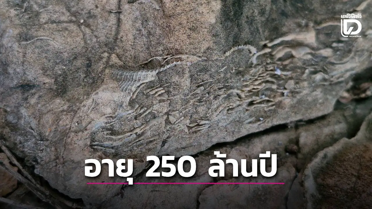 ตะลึง! พบซากฟอสซิลสัตว์ทะเล อายุ 250 ล้านปีในถ้ำเพชรบุรี