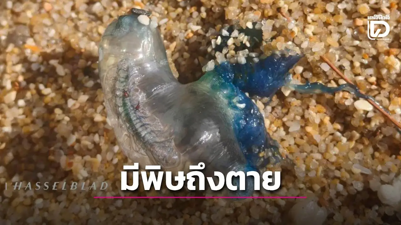 เตือนห้ามจับ ‘แมงกะพรุนหมวกโปรตุเกส’ หลังคลื่นซัดเกลื่อนชายหาดภูเก็ต