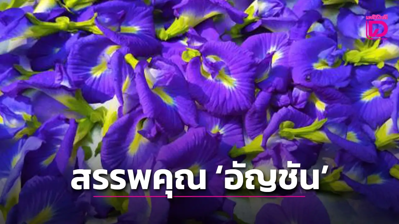 ‘อัญชัน’ สรรพคุณเกินกว่าความสวยงาม