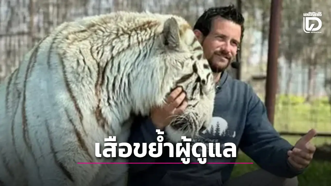 หนุ่มผู้ดูแลเสือโดนสัตว์ในความดูแลขย้ำ ดับสยองระหว่างการแสดงโชว์