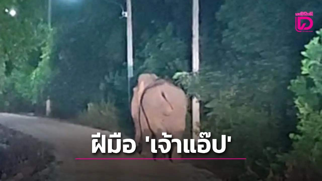 ‘พ่อเฒ่า’ เคราะห์ร้ายหมาเห่า ‘เจ้าแอ๊ป’ ช่างป่าขโมยกินกล้วย ถือไฟฉายส่องดู โดนไล่กระทืบดับ