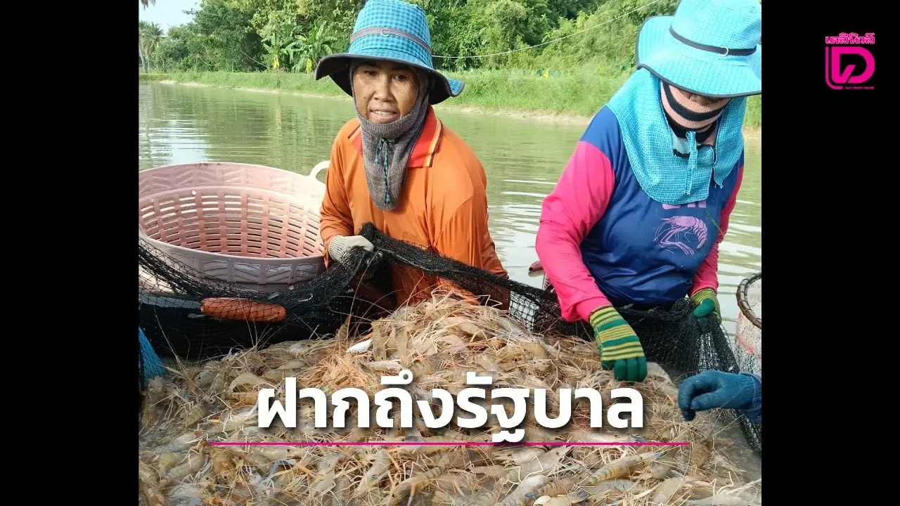 กลุ่มผู้เลี้ยงกุ้งกาฬสินธุ์เรียกร้องรัฐบาลอนุทินเร่งแก้ปัญหาวิกฤติเศรษฐกิจกุ้งก้ามกราม