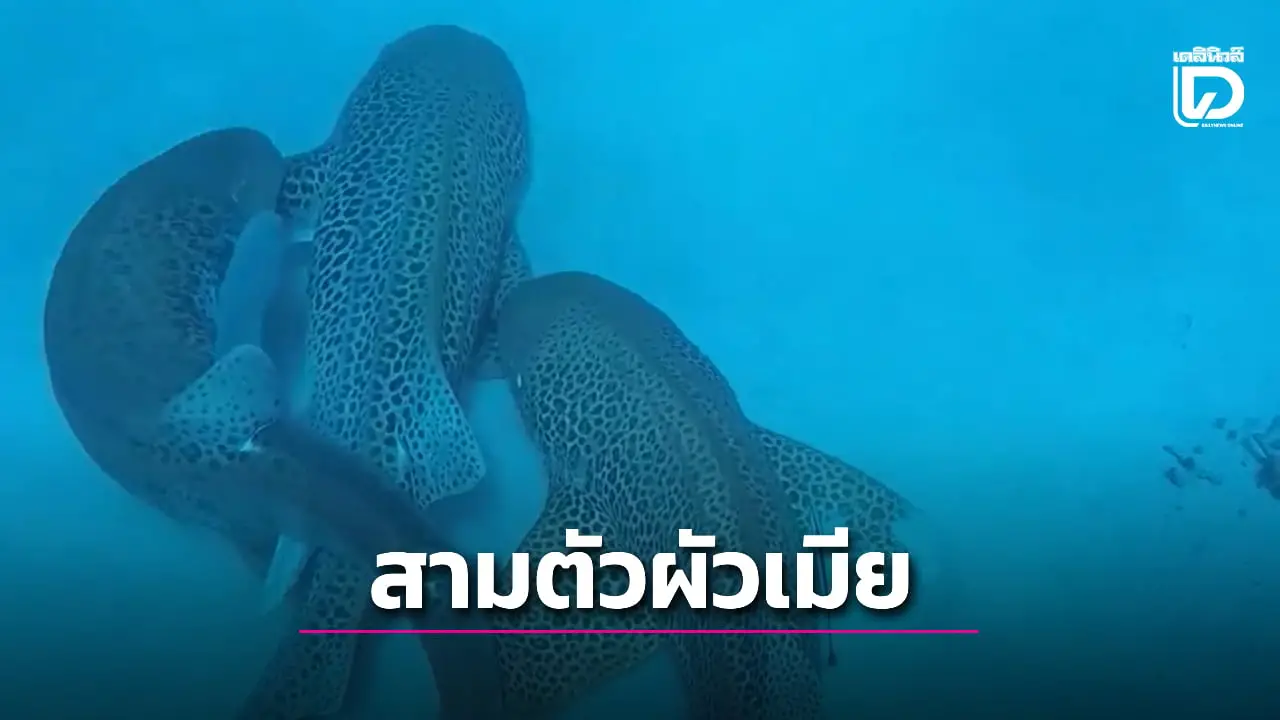 นักวิจัยตะลึง เก็บภาพฉลามเสือดาวผสมพันธุ์แบบ 'สามตัวผัวเมีย' ได้เป็นครั้งแรก