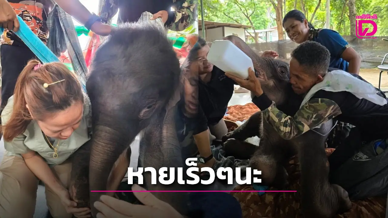'ข้าวต้ม' ลูกช้างป่า เริ่มกินนม กินน้ำได้ แต่ค่าตับ–ไตยังสูง กายภาพบำบัดขาหน้าดีขึ้น