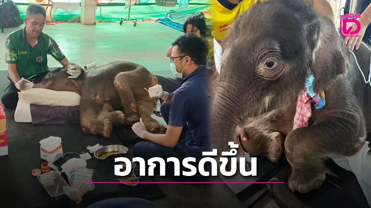 พัฒนาการดี! ‘ข้าวต้ม’ ลูกช้างป่าพลัดหลง ตอบสนองกายภาพเริ่มจิกเท้าเดิน