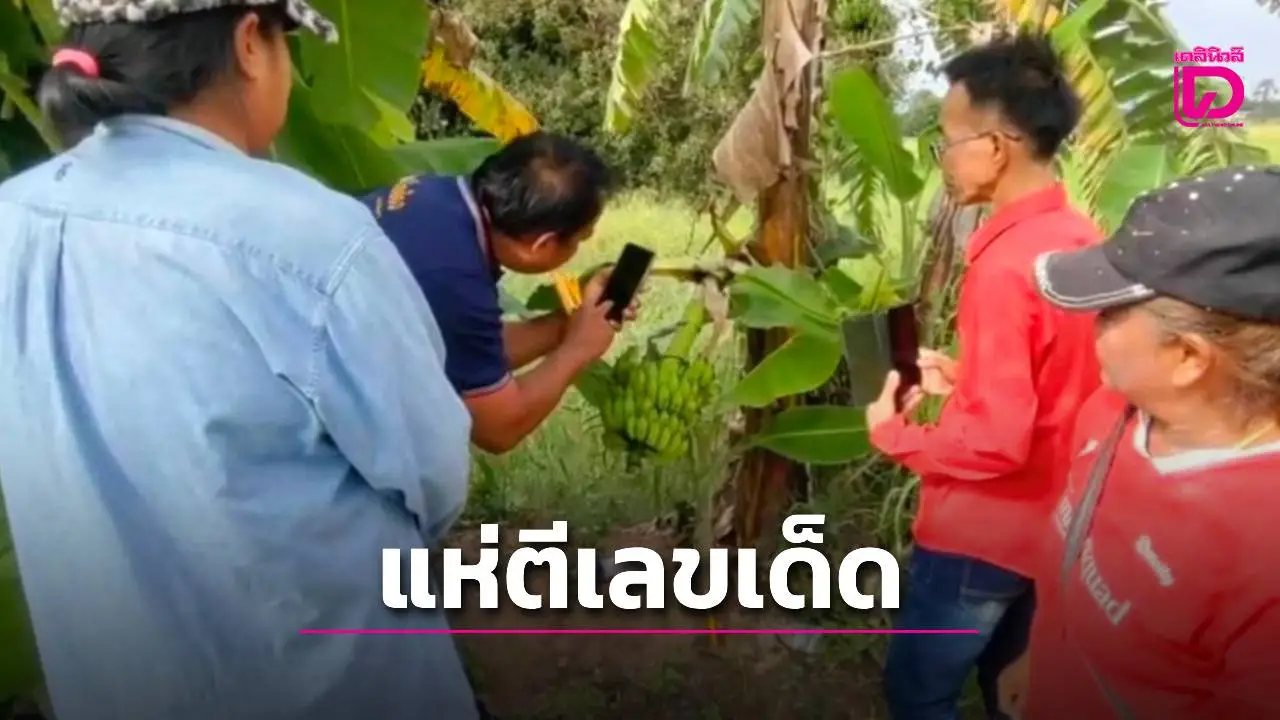 คอหวยตะลึง! เจอกล้วยออกกลางลำต้น แต่ตีเลขเด็ดทั้ง 2 ตัวและ 3 ตัว