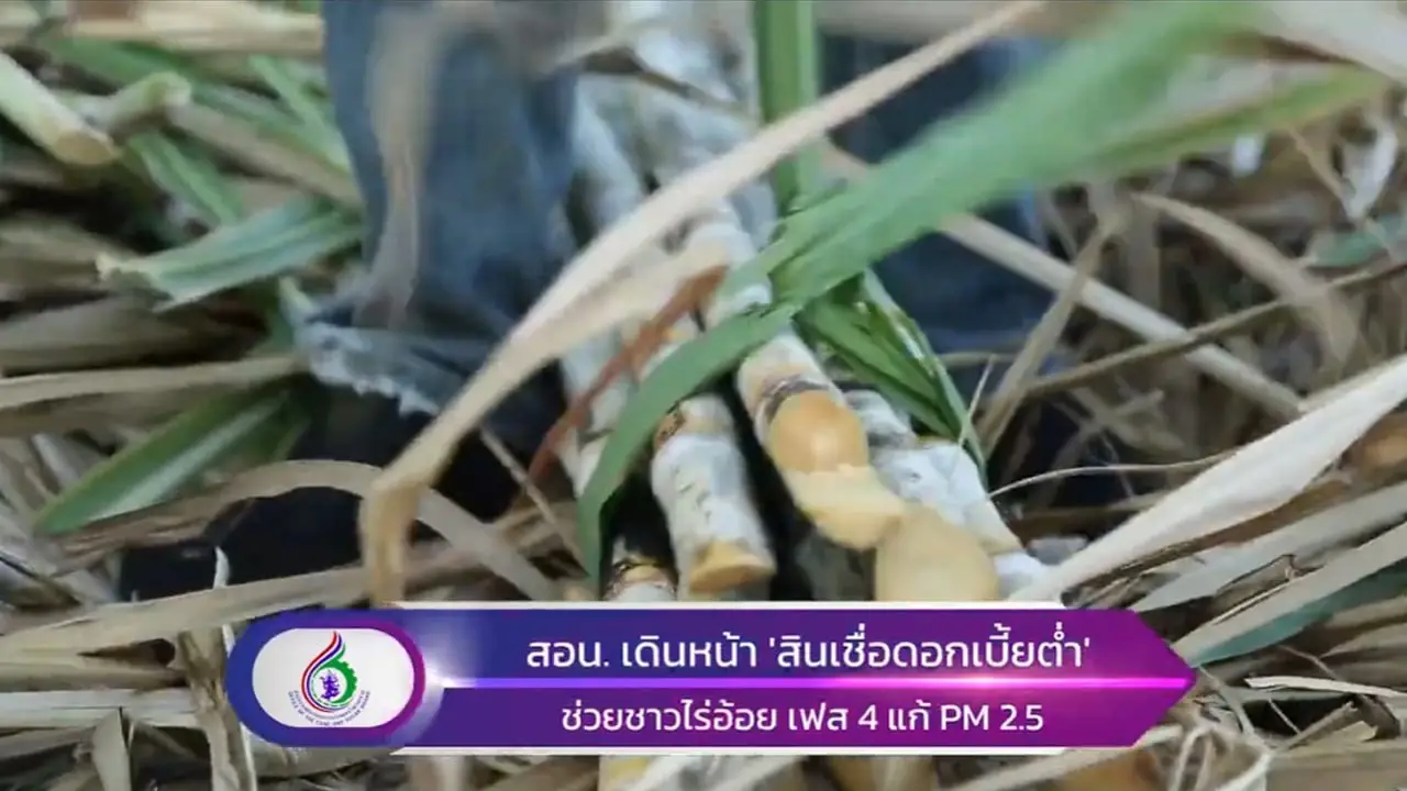 สอน. เดินหน้า ‘สินเชื่อดอกเบี้ยต่ำ’ ช่วยชาวไร่อ้อย เฟส 4 แก้ PM 2.5