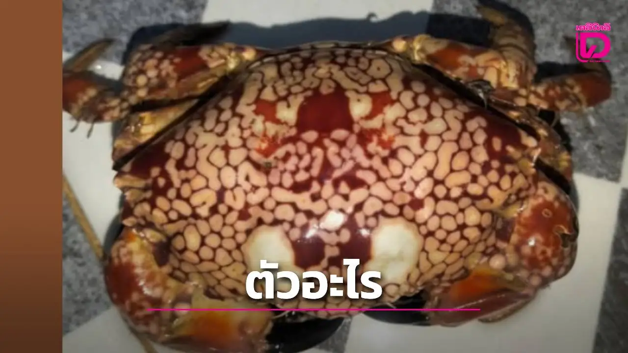 ชาวเน็ตแตกตื่น พบ 'ปูสีประหลาด' จุดเหลืองเต็มตัวที่ระยอง – โพสต์ถามกันสนั่น 'มีพิษจริงหรือ?'