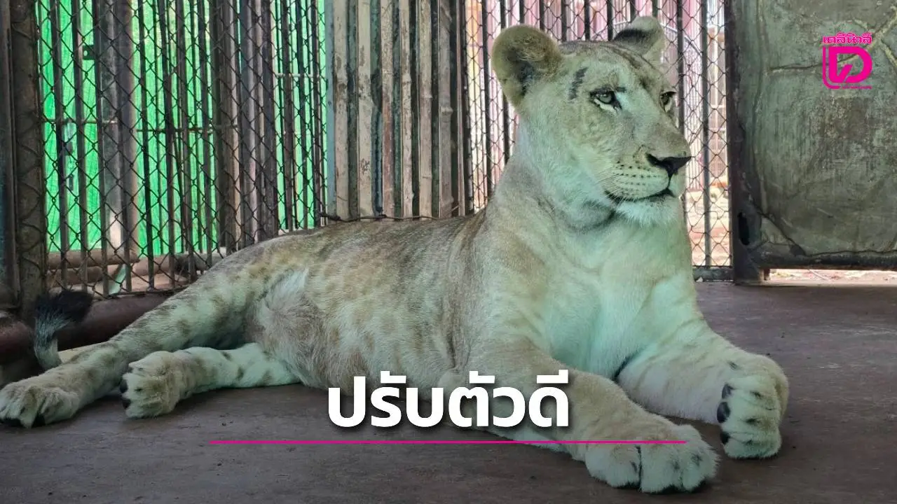 'มเหสี' ลูกสิงโตสาววัยขวบกว่า ปรับตัวดีวันดีคืน หลังย้ายมาอยู่บ้านใหม่บึงฉวาก สุพรรณบุรี