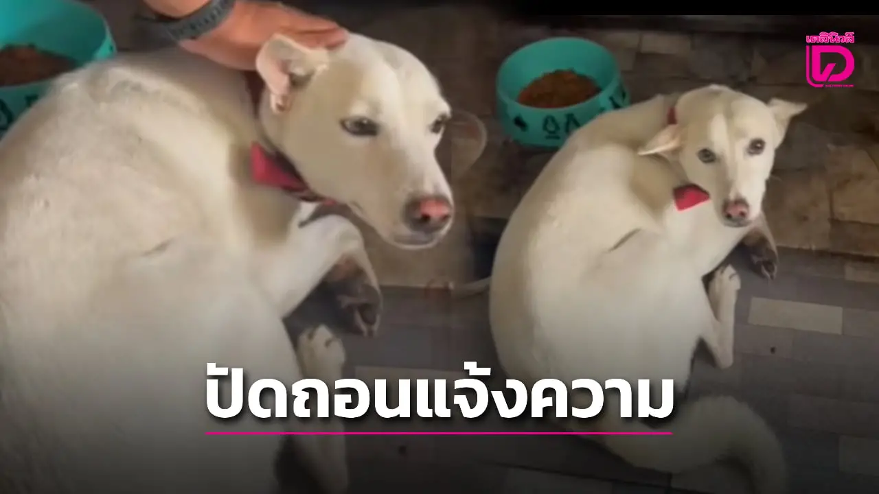 WDT ปัดถอนแจ้งความยันเอาผิด ‘พ่อเด็ก’ ตีหมากัดลูกสาว 2 ขวบ หน้าร้านสะดวกซื้อ