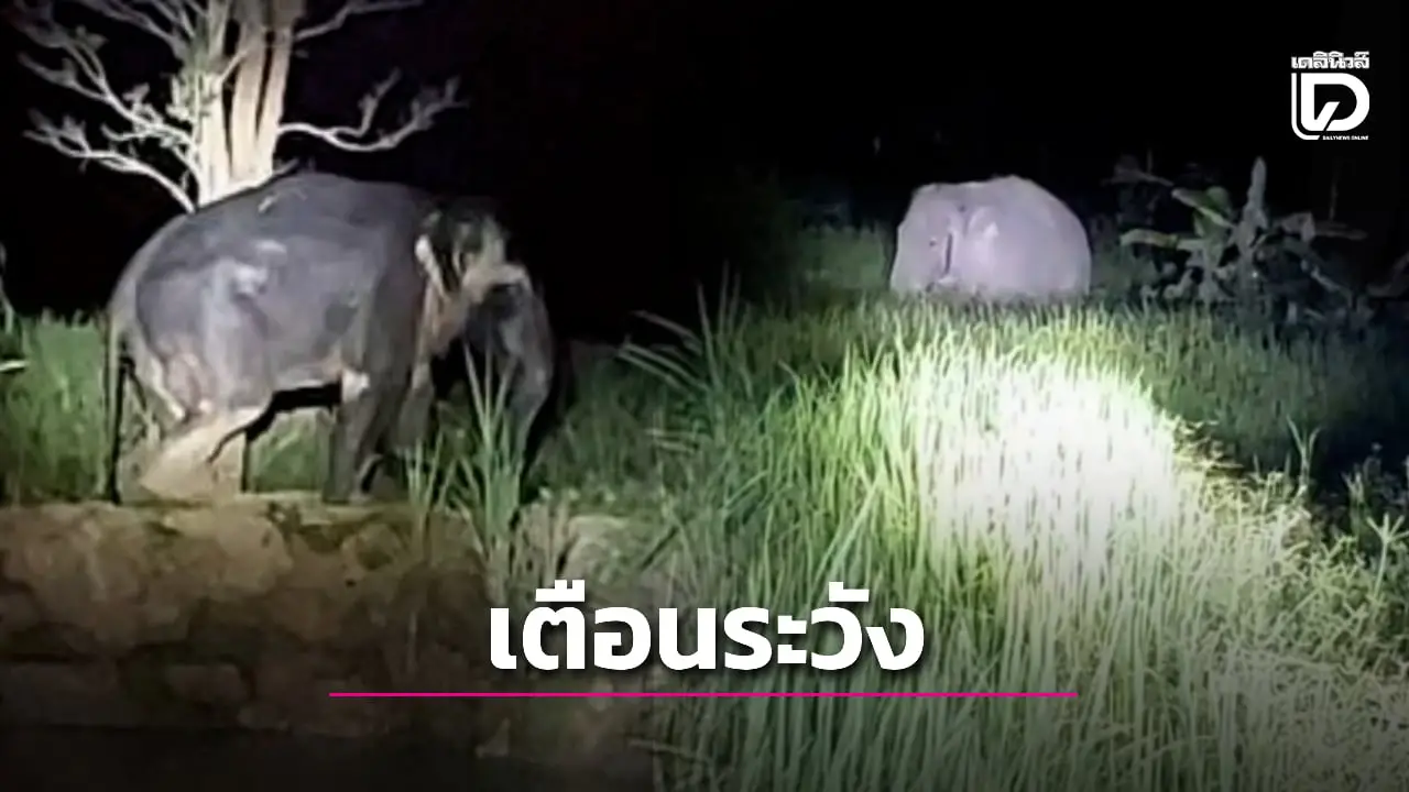 เตือนภัย! ช้างป่าชายแดน 3 ตัว เข้าพื้นที่กาบเชิง จ.สุรินทร์ บุกฐานทหาร โรงเรียน