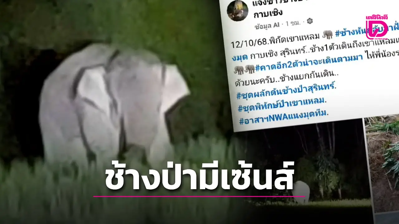 เร่งผลักดัน 3 ช้างป่าบุกชายแดนไทย-เขมร เชื่อมีเซ้นส์ไม่เคยเหยียบกับระเบิด