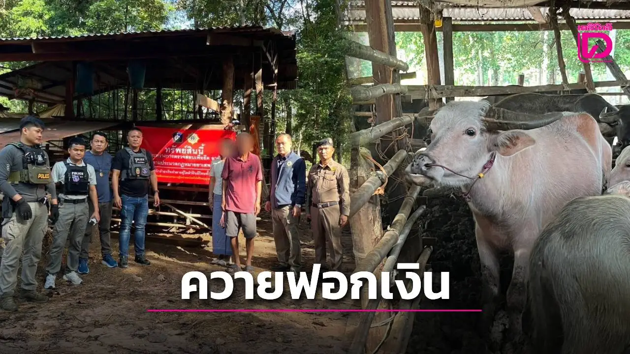 รวบหนุ่มมหาสารคามเครือข่ายยานรก อึ้ง! ใช้ควายฟอกเงินยึดทรัพย์กว่า 10 ล้าน