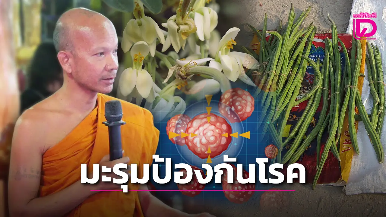 ธรรมะรักษาใจสมุนไพรรักษากาย มะรุมมหัศจรรย์ ป้องกันโรคร้ายและมะเร็ง