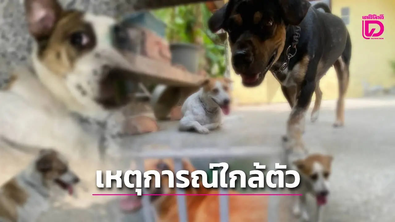 สุนัขกัด ป้องอันตรายทันทีเป็นเหตุอันสมควร แต่ลงมือภายหลังเสี่ยงทารุณฯ