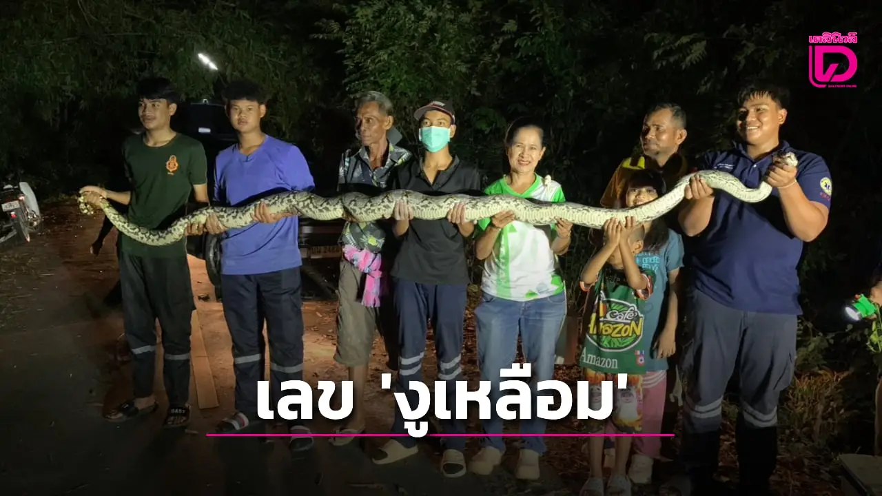 ‘มือปราบอสรพิษ’ ลุยจับ ‘งูเหลือม’ ตัวเขื่อง! คอหวยไม่พลาดตามส่องเลขเด็ด