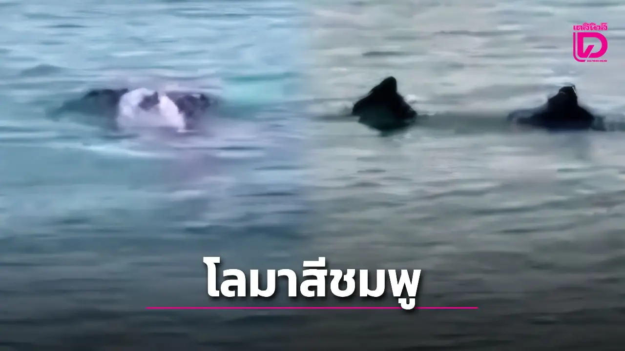 ฮือฮา ‘โลมาสีชมพู’ ว่ายเล่นกับฝูง ข้างเรือนำเที่ยวตกปลา-เพชรบุรี