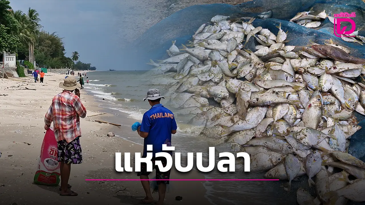 ชาวบ้านแห่จับปลา หลังเกิดปรากฏการณ์น้ำเบียด-น้ำกัน สัตว์ทะเลน็อกน้ำเกลื่อนหาดชะอำ