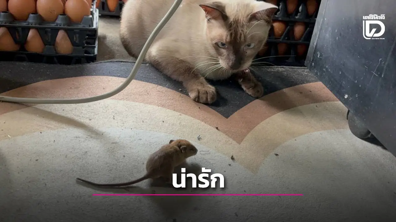 เจ้าแมวไลอ้อนสุดน่ารัก เล่นจับลูกหนูชิลๆ เหมือนฉากในการ์ตูนทอมแอนด์เจอร์รี่