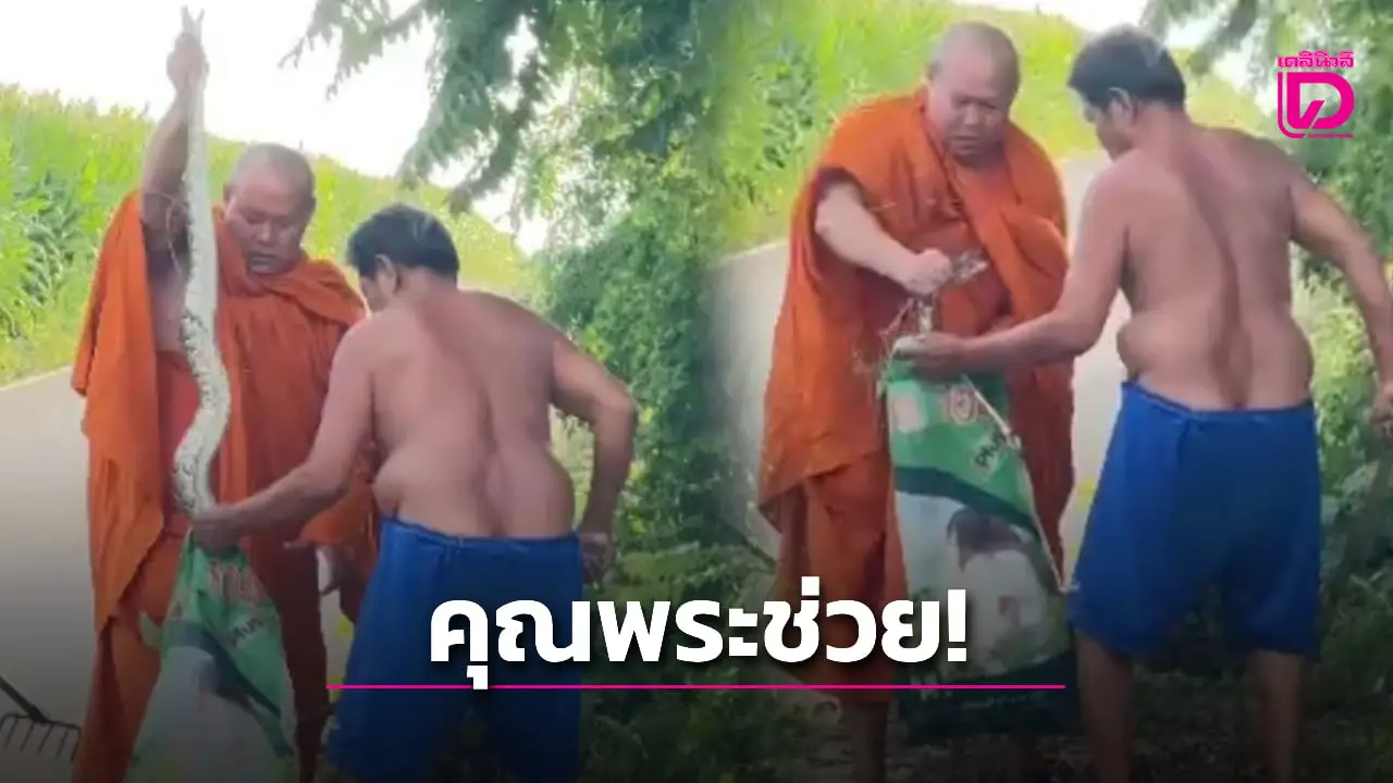 คุณพระช่วยของแท้! โลกออนไลน์ฮือฮา ‘พระ’ ลุยช่วยญาติโยมจับ ‘ไอ้เหลือม’ มือเปล่า