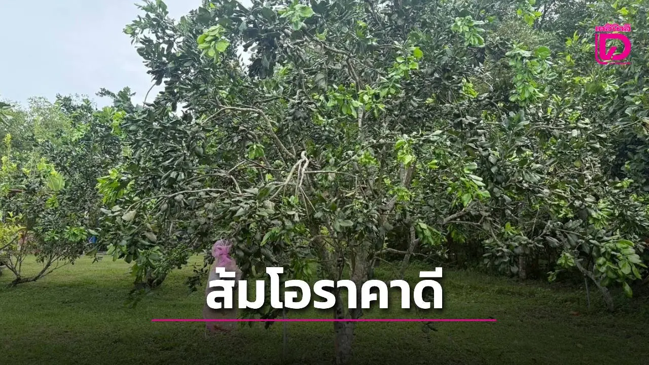 ของดีเมืองสงขลา'ส้มโอหอมควนลัง' ราคาดีเฉลี่ย 50 – 100 บาท/ผล