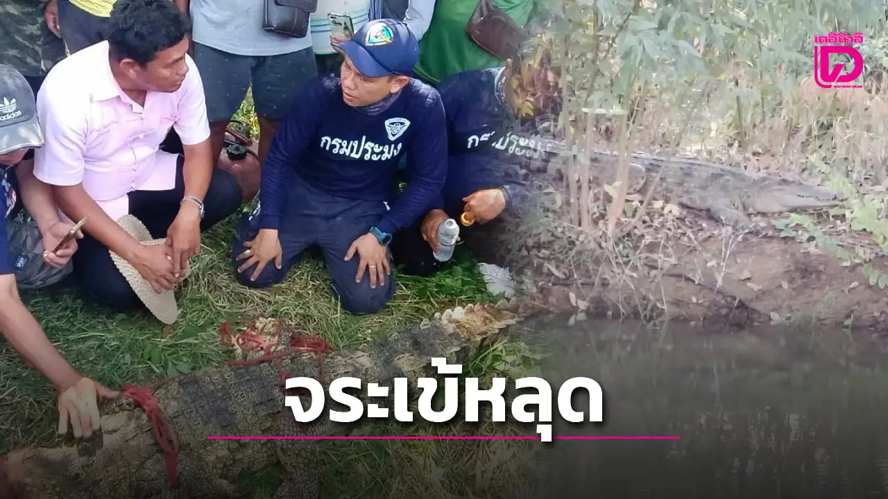 ระทึก ‘จระเข้หลุด’ บึงบอระเพ็ด โผล่สระเจ้าหน้าที่ระดมจับคืนถิ่นธรรมชาติ