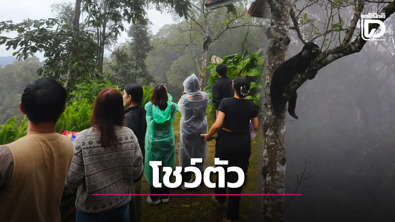 เจ้าทุเรียน! ‘หมีหมา’ พะเนินทุ่งแก่งกระจาน ออกมาโชว์ตัว ต้อนรับฤดูท่องเที่ยว