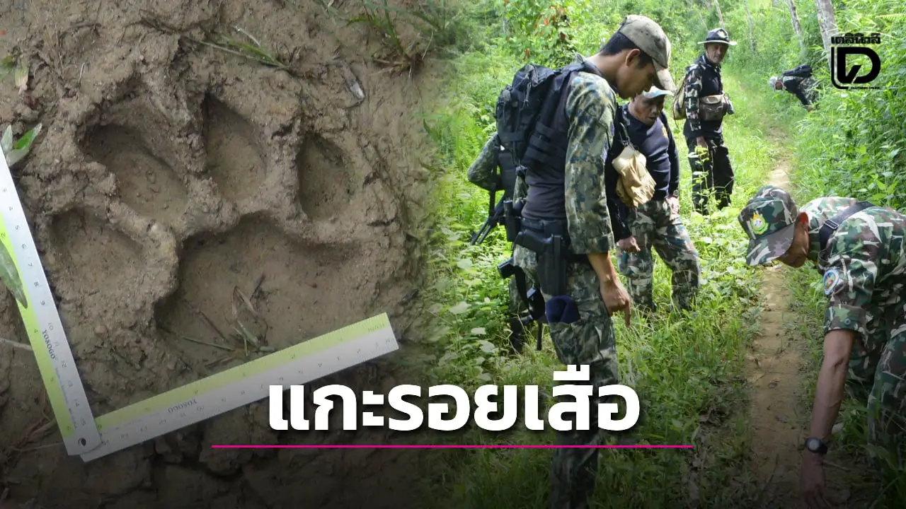 หน่วยพิทักษ์อุทยานแห่งชาติบางลางเร่งพิสูจน์ ‘รอยเสือโคร่งมลายู’ ป้วนเปี้ยนสวนยางพาราชาวบ้าน
