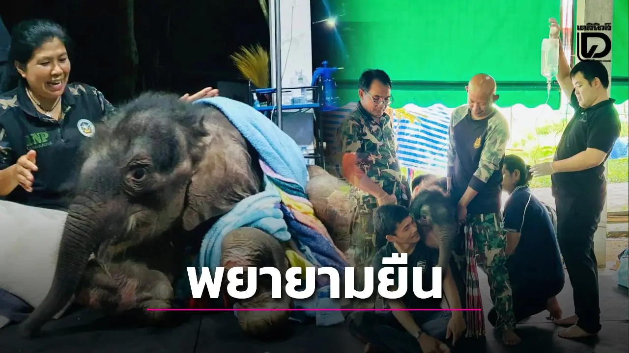 สุดสู้! ‘หนูนา’ เผยอาการ ‘น้องข้าวต้ม’ ลูกช้างป่า รับสเต็มเซลล์มีกำลังลุกยืน