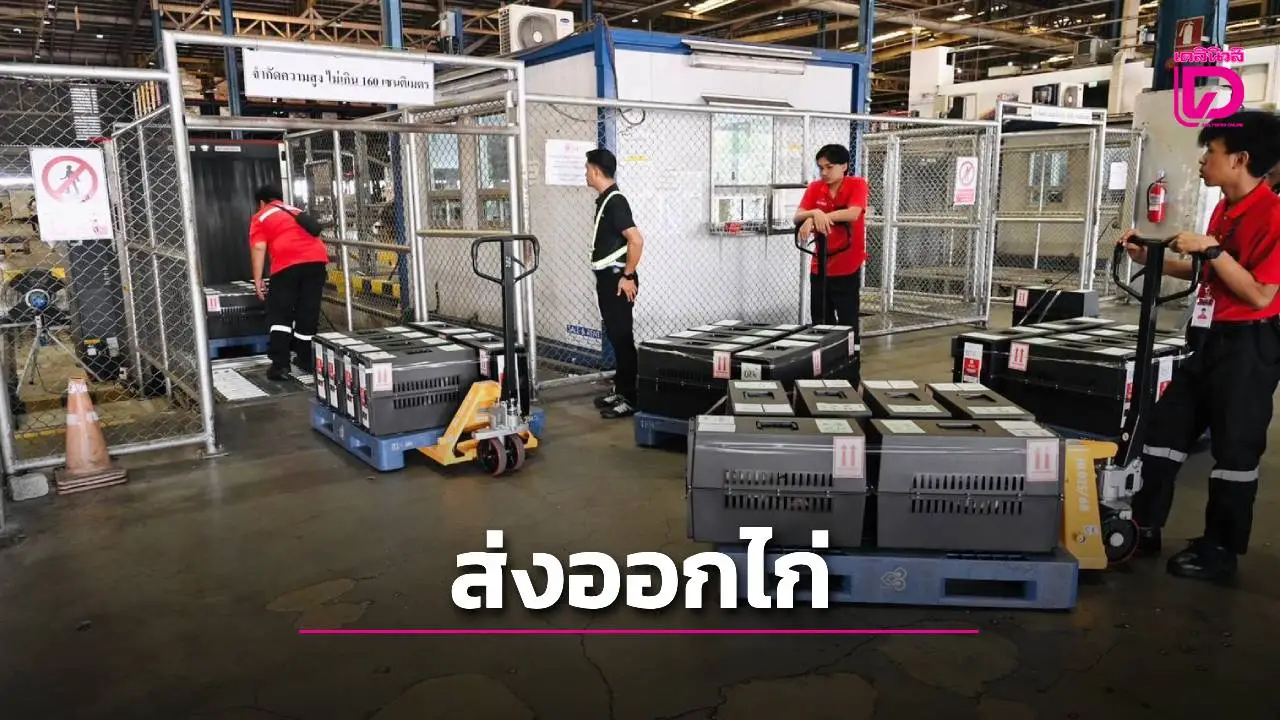 ส่งออก ไก่พื้นเมืองมีชีวิต ไปอินโดนีเซีย สร้างรายได้เข้าประเทศไปแล้วกว่า 50 ล้านบาท