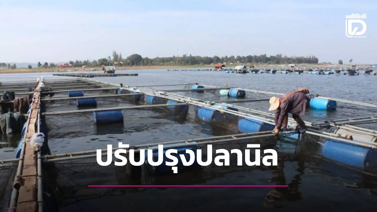 สั่งปรับปรุงปลานิลให้มีเนื้อหนา นำไปแปรรูปเป็นเนื้อปลาหั่นชิ้นสร้างรายได้