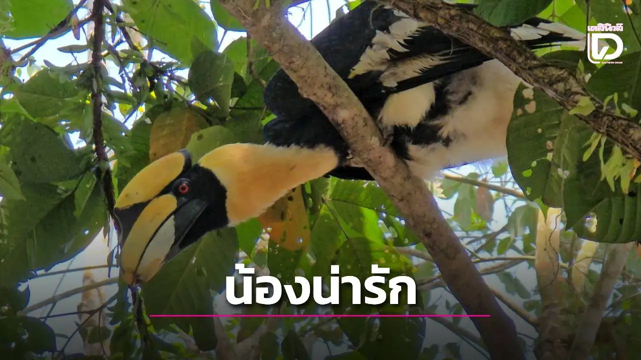 'มะแอ' นกเงือกแสนรู้ เตะตะกร้อสร้างรอยยิ้มที่ฐานทหารชายแดนใต้