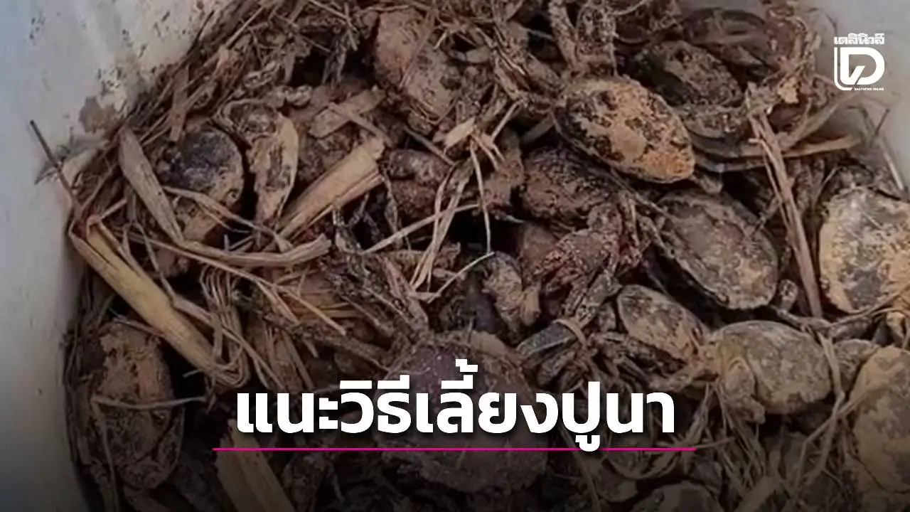 เลี้ยง'ปูนา'ในบ่อปูนเลียนแบบธรรมชาติ ส่งขายสร้างรายได้งาม