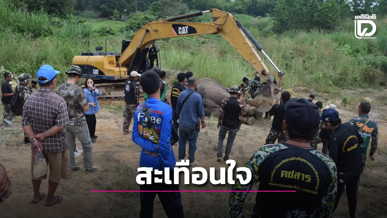 สุดสลด! 3 ช้างป่าตายคาสวนผลไม้ คาดถูกไฟฟ้าช็อต จ่อดำเนินคดีเจ้าของสวน