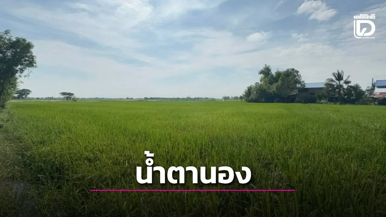ความหวังจมบาดาล! ชาวนาอ่างทองเครียดหนัก ข้าวใกล้เก็บเกี่ยวถูกน้ำท่วมมิด