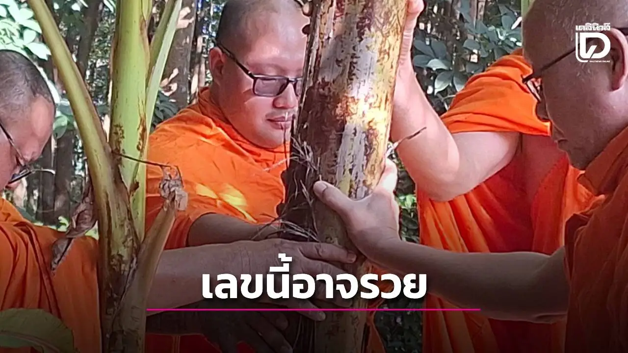 ต้นกล้วยออกเครือทะลุกลางต้นสุดประหลาดกลางสวนทุเรียน ชาวบ้านแห่ส่องเลขขันน้ำมนต์