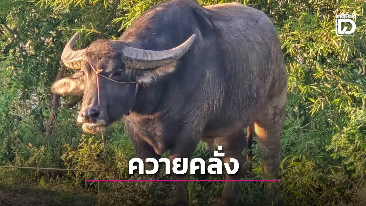 สลด2ศพ 'เจ้าก้อง'ควายหนุ่มคลั่งขวิดเจ้าของดับ หลังไม่ได้ผสมพันธุ์กับตัวเมีย