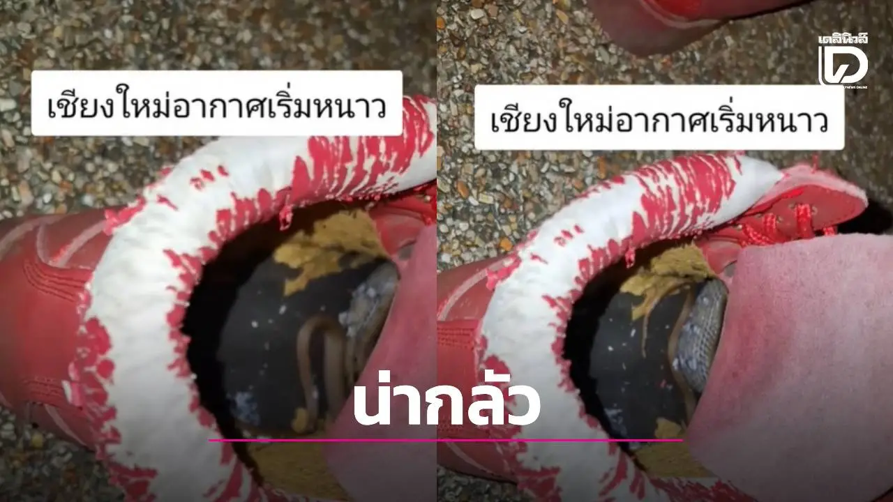 แทบช็อก! สาวเจองูขดนิ่มใน 'รองเท้าคู่โปรด' เผย ‘ใส่เข้าไปเท่านั้นล่ะ นิ่มเลย!’ โชคดีเป็นแค่ ‘งูทางมะพร้าว’