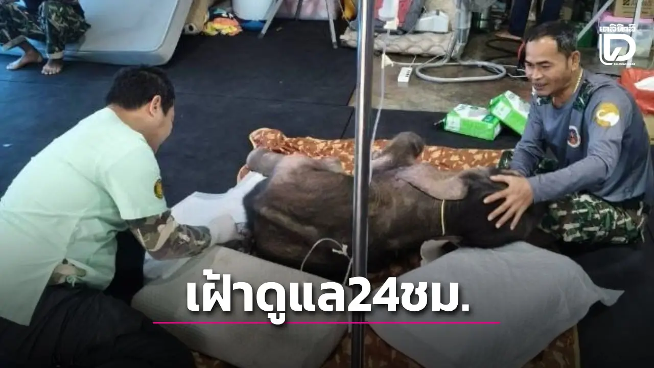 ทีมสัตวแพทย์เฝ้าดู 'ข้าวต้ม' 24 ชม. พบกินนมน้อย ต้องประเมินอาการวันต่อวัน