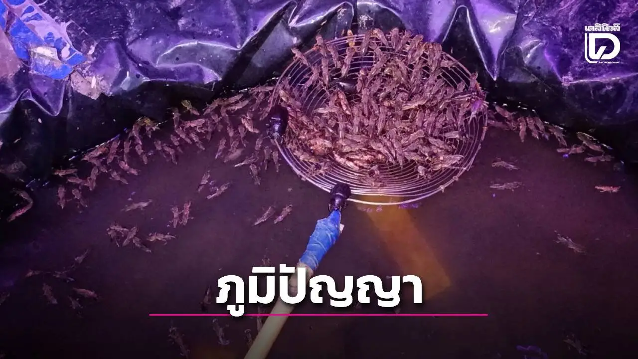 กรอบถึงทรวง! ภารกิจลับล่า 'แมงจีซอนทอด' 160 บาท/กิโลฯ! เปิดลำโพงเรียกเงิน หน้าบ้านทุกคืน!