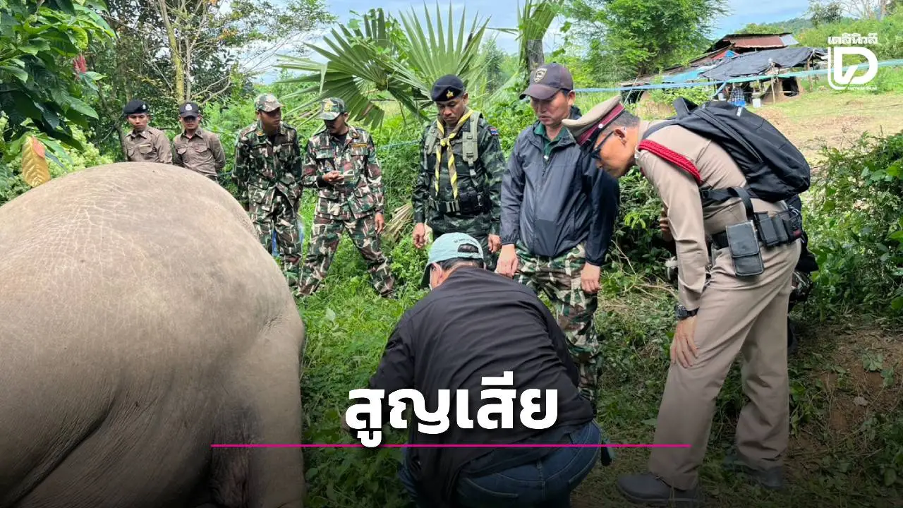 สูญเสีย! ช้างป่าแก่งกระจานถูกไฟฟ้าช็อตตาย แจ้งข้อหาหนักเจ้าของไร่ดำเนินคดี
